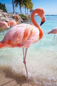 Enjoy The Palm Life Birds Photography Nature Nature Photography Flamingo