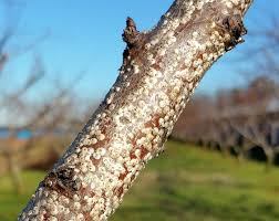 как бороться с тлей на огурцах в период плодоношения Check Fruit Trees For Scale Pests Fruit Trees Peach Trees Scale Insects
