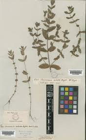 Image result for Nesaea cordata