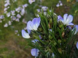 Image result for Psoralea arborea