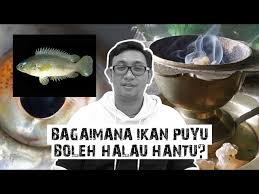 Selain umpan yang ampuh, ada beberapa trik. Ikan Puyu Warna Merah Ikan Betok Warna Merah Litetube