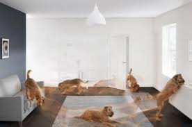 Invest in an air purifier. Dyson Com Creature Comfort Dyson Engineers Reveal The Best Cleaning Regime For Pets