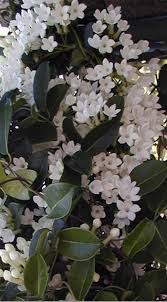 Pin By Mustafa Akin Aydeger On Tablolar Jasmine Plant Summer Flowers Garden Fragrant Garden