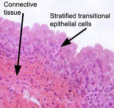 Check spelling or type a new query. Examining Epithelial Tissue Under The Microscope Human Anatomy And Physiology Lab Bsb 141