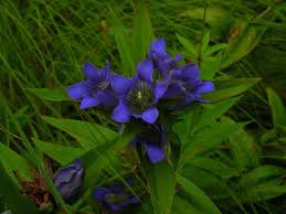 Image result for Pollia condensata