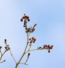 Image result for Hildegardia