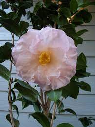 Picking Out Two Camellias For Front Bed Grace Albritton Camellia Pink Flowers Parts Of A Plant