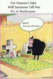 Download cute cartoon pictures and images for your device ✓ hd to 4k quality ✓ ready for find cute cartoon pictures from our collection of adorable images. Dog Joke 2 Cartoon Jokes Funny Cartoon Pictures Funny Cartoons Jokes