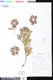 Image result for Pachycarpus lineolatus