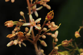 Image result for Connaraceae