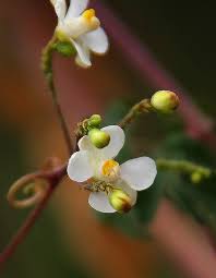 Image result for Cardiospermum corindum