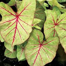 Caladium Autumn Beauty Caladium Bulb Flowers Garden Bulbs