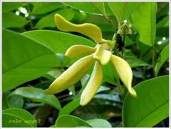 Image result for Artabotrys modestus