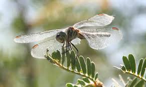 Apr 10, 2021 · here you are going to find 100+ funny, silly, prank, and dumb trivia questions with answers. Insect Orders Can You Identify Quiz Proprofs Quiz