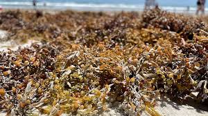 In the high tide and low tide chart, we can see that the first low tide was at 6:14 am and the next low tide will be at 6:37 pm. Miles Of Smelly Seaweed Washes Up In Volusia Overnight
