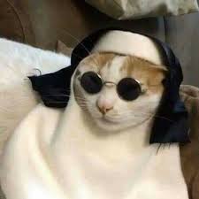 Where Stories Live In 2020 Funny Cat Memes Funny Cats Cat Aesthetic