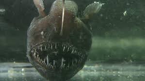 Check spelling or type a new query. What Is An Anglerfish Earthpedia Earth Com