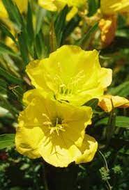 The only magnolia native to missouri, it is found in the far southern counties along the mississippi river in moist, wooded valleys and the bases of bluffs. Missouri Primrose Grow Native
