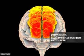 Image result for Frontal Lobe