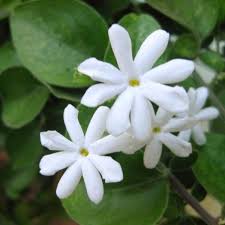 Pin On Fragrant Flowers