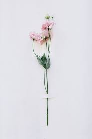 Bunga liar akrab bunga cat air, bunga mekar putih dan daun hijau, ilustrasi tanaman hijau dengan bunga putih, lukisan cat air, cat air daun png. Pin Oleh Bymartier Di Wallpaper Bunga Kering Pola Bunga Pemandangan