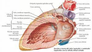 Orejuela que se aplica sobre la cara anterior y derecha de la aorta, su borde inferior corresponde al surco coronario y a la arteria coronaria derecha, ubicada en este surco. Anatomia Interna Paradigmia
