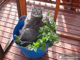 Maybe you would like to learn more about one of these? Consider These Top Cat Pleasing Plants For Your Catio Or Cat Enclosure