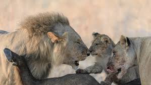 If you love lions you should give us a follow @lions_houses #lion #lions #lioness #safari #lionking #bigcats #bigcat. The Lions Rule Terra Mater Factual Studios