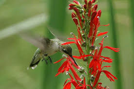 Cosmos flowers are annuals that grow in yellow, pink and orange, but the hummingbirds are most attracted to the ladybird scarlet variety. Flowers That Attract Hummingbirds