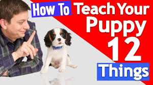 Cant stop puppy biting me. How To Train Your Puppy To Stop Biting Youtube