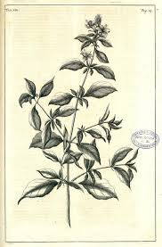 Image result for Barleria tanzaniana