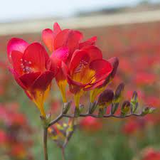 Van Bourgondien Red Flowers Single Red Freesia Bulbs 50 Pack 63633 The Home Depot Flowers Red Flowers Flower Spike