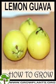 Giant peruvian white guava is a productive tree from peru, producing large fruit for eating fresh off the tree or canning and preserving. Lemon Guava How To Grow Care