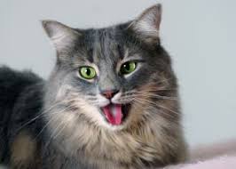 Cats infected with heartworms may also pant or cough. What To Do If You Cat Is Breathing Heavily Animal Emergency Center Memphis Emergency Veterinarian