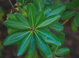 Image result for Pittosporum tobira
