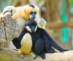 10 Monogamous Animals That Just Want To Settle Down Animals 10 Things Settle