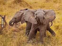 Résultat de recherche d'images pour "cute baby elephants"