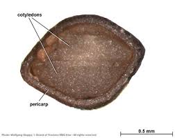 Image result for Equilabium masukense