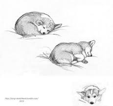 This Is Angie Napping And Being About As Tiny As She Can Be I Drew The Top Two From Life Instead Of From My Photos She Sl Dog Sketch Corgi Art