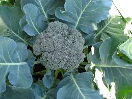 Companion Planting For Broccoli Insteading