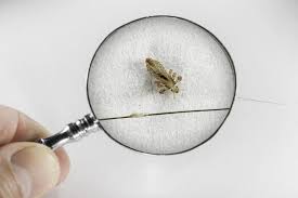 Head Lice Infestations Why Pesticide Based Treatments Are Ineffective Lice Infestation Head Lice Infestation Head Louse