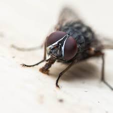 Flies will be attracted to the vinegar in the glass and will fly through the holes. Drug Resistant Germs Found On Flies In English Hospitals New Study