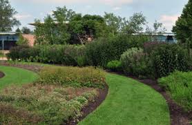 Image result for Vernonia zanzibarensis