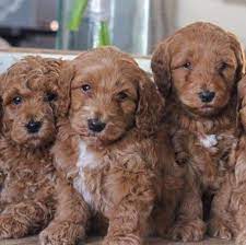 She is calm, affectionate, and smart. Goldendoodle For Sale Near Me Home Facebook