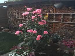 Check spelling or type a new query. Beetrose The Queen Elizabeth Rose Beste Sorten Rosen Wissen