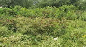 Image result for Diheteropogon microterus