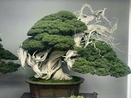 Maybe you would like to learn more about one of these? Pin By Hans Jurgen Eckelt On Best Bonsai Bonsai Plants Bonsai Tree Bonsai Tree Care