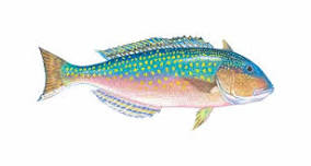 Image result for tile fishing