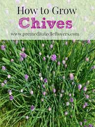 How To Grow Chives Organic Vegetable Garden Growing Chives Chives Plant