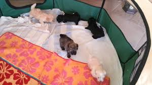 Jetzt wohnung suchen auf wohnungsmarkt24. Welpenauslauf Vergleich Tests Top 11 Welpenauslaufe Fur 2021